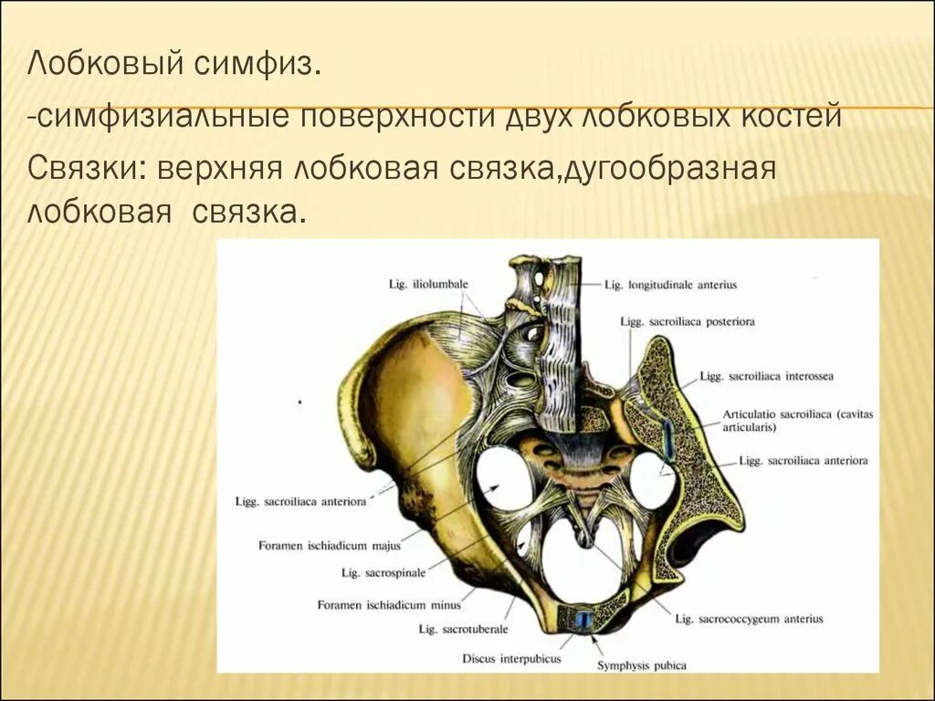 Связочный аппарат крестцово-подвздошных сочленений. Ушковидный отросток подвздошной кости. Крестцово-подвздошный сустав. Лобковый симфиз.