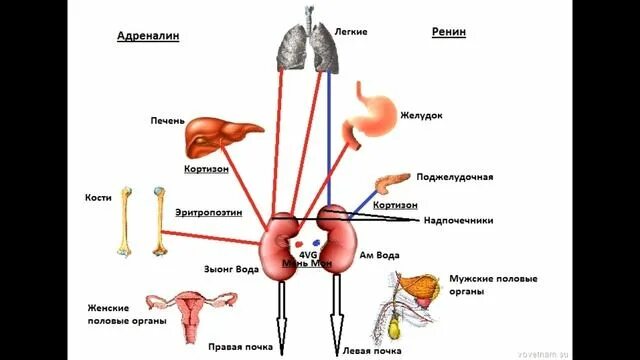 Внутренние органы. Схема внутренних органов. Расположение органов у человека. Внутренние органы человека схема. Парные органы в организме