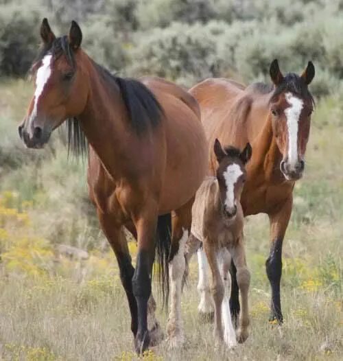 Мустанг пинто. Family horses. Family horses. Семья лошадей для детей. Семья лошадок.