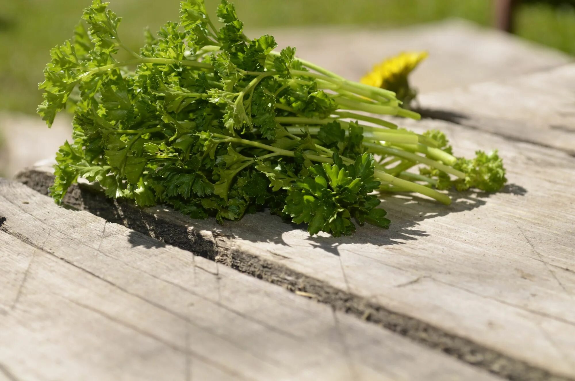 Петрушка parsley. Петрушка зелень. Зелень кинза (кориандр). Петрушка плайн. Петрушка parsley.