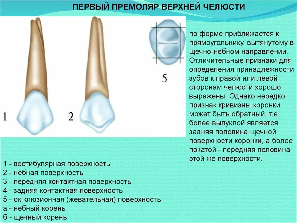 Строение коронки премоляров. Зубы строение анатомия премоляров верхней челюсти. Анатомия коронки премоляров.