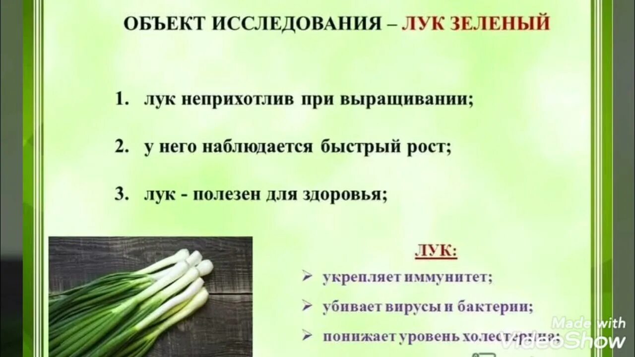 Полезен ли зеленый лук. Чем пооещен зелёный лук. Зелёный лук польза. Полезные свойства в луке. Для чего полезен зеленый лук.