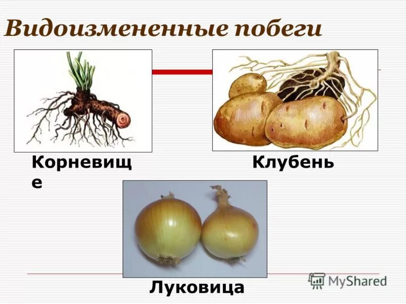 Клубни корневища луковицы лабораторная работа. Строение видоизмененного побега луковицы. Видоизменения побегов корневище клубень луковица. Корневище клубень луковица видоизмененные побеги. Видоизменённые побеги корневище клубень луковица.