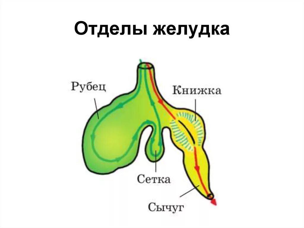 Пищеварительная система жвачных млекопитающих. Строение многокамерного желудка жвачных. строение многокамерного желудка крс. отделы пищеварительной системы жвачных. строение пищеварительной системы жвачных парнокопытных.