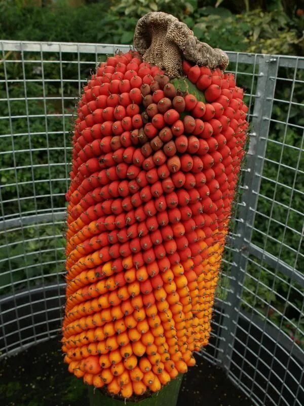 Strawberry in your garden Strawberry seed, Fruit, Strawberry plants