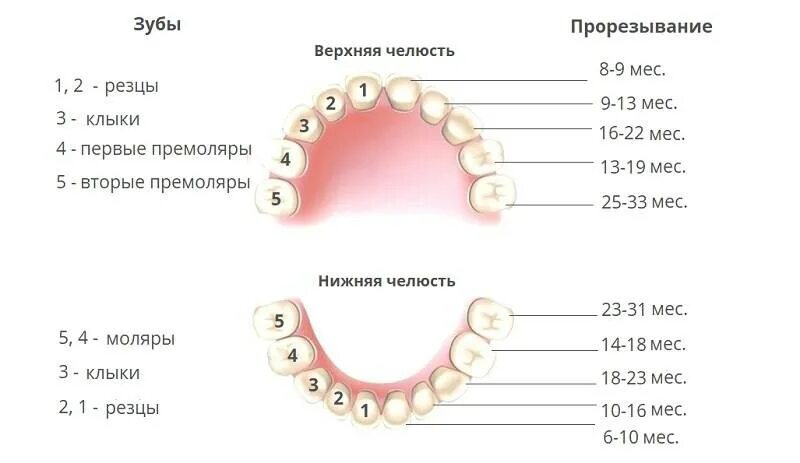 Зубы у детей схема прорезывания постоянных зубов у детей. Прорезался верхний жевательный зуб. Десна при прорезывании молочных зубов у детей. Прорезывается коренной зуб Десна. Через сколько зуб перестает болеть