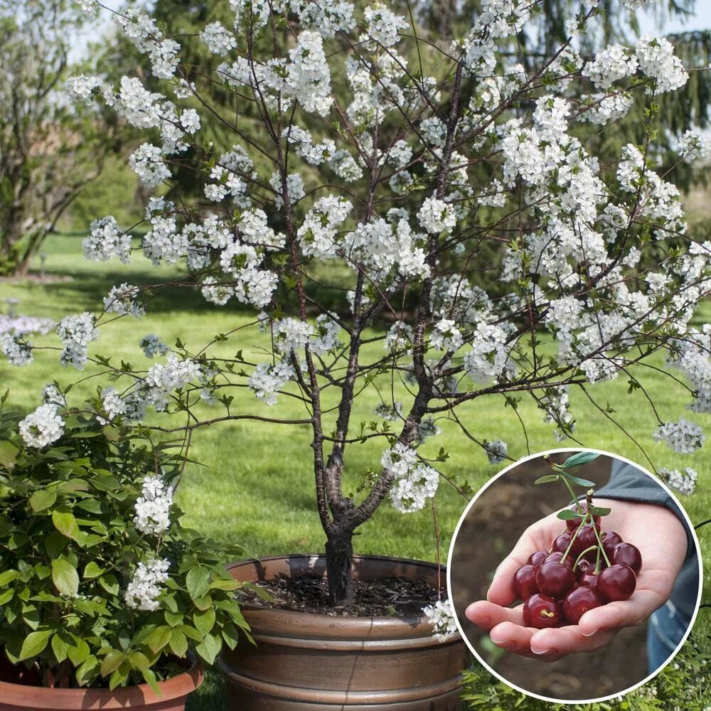 Зимняя вишня сорт. Вишня prunus pumila var. depressa. вишня песчаная depressa. вишня карликовая (=песчаная) депресса. вишня карликовая зимний гранат.