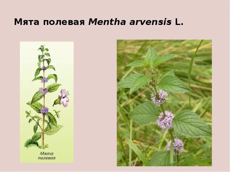 Описание как выглядит растения мята Magical MEAT What is its healing power and magic Therapeutic properties: Among a