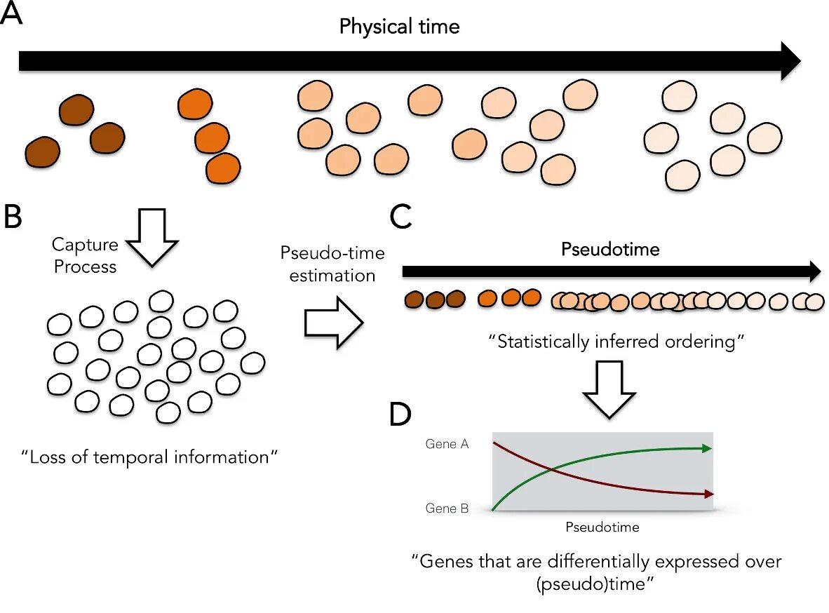 Physical time. Pseudo time Plot Single Cell.