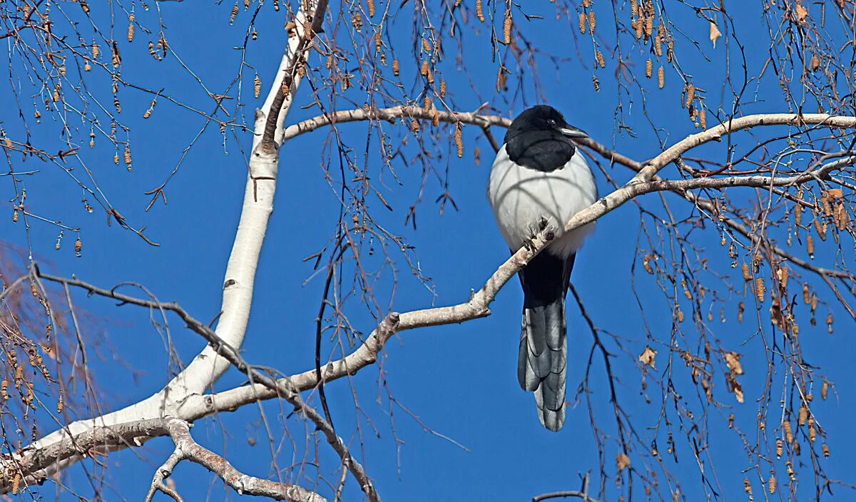 семейство врановые сорока. среднеазиатская сорока. сорока обыкновенная. сорока стайная птица. достигал сорока метров.