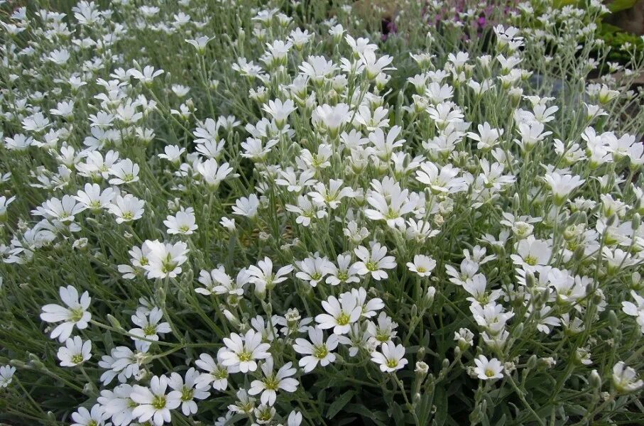 Растение ясколка фото. Ясколка Биберштейна. Ясколка Биберштейна Cerastium biebersteinii. Ясколка Биберштейна (Cerastium biebersteinii DC.). Цветы Ясколка Биберштейна.