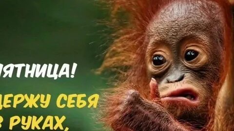 Настроение пятница картинки прикольные с надписями