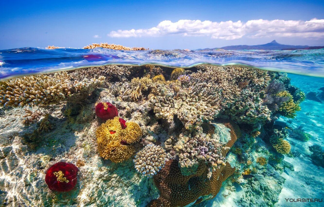 Остров риф (Reef Island). Коралловый Барьерный риф. Коралловые рифы Тихого океана. Остров Занзибар коралловые рифы.