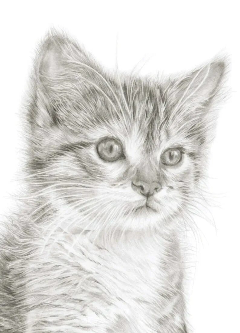 Фото рисунка кошки. Котенок рисунок. Кошка карандашом. Нарисовать котенка карандашом. Кошка рисунок карандашом.