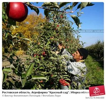 Агрофирма красное