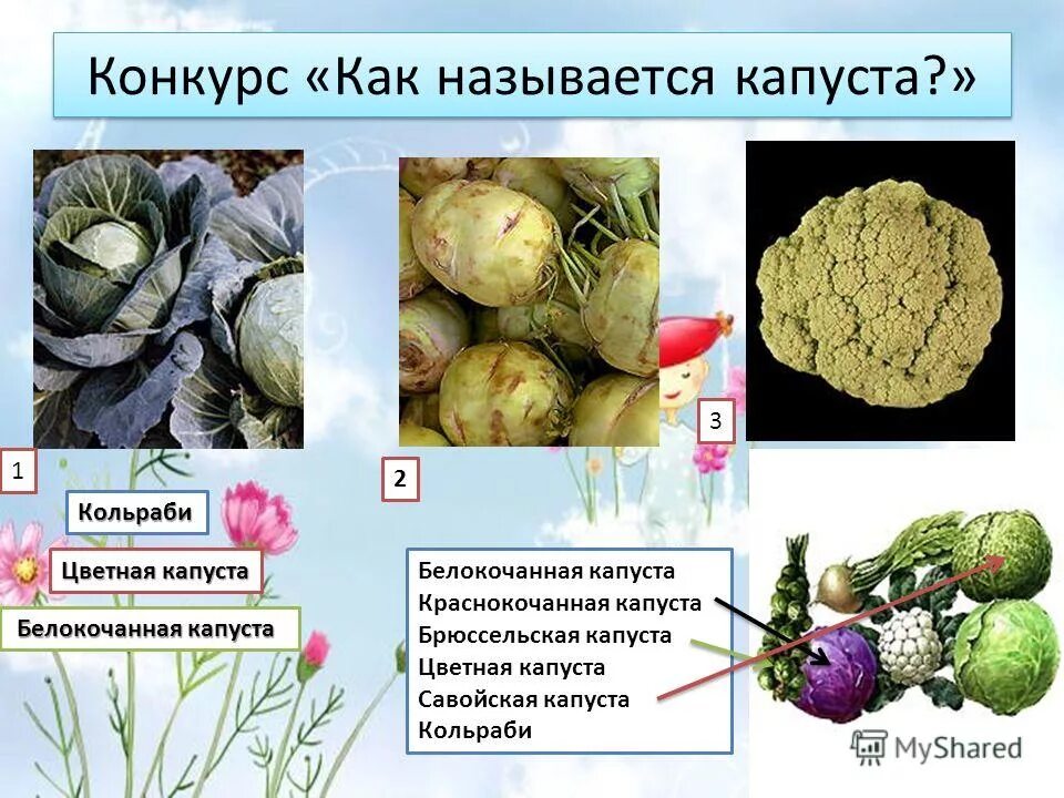 Питательные вещества капусты