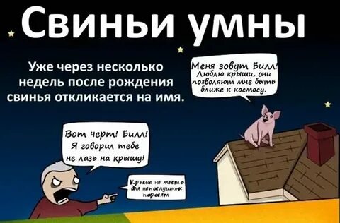 Анекдот свинья в люльке