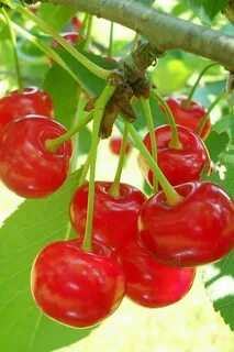 Planting cherries