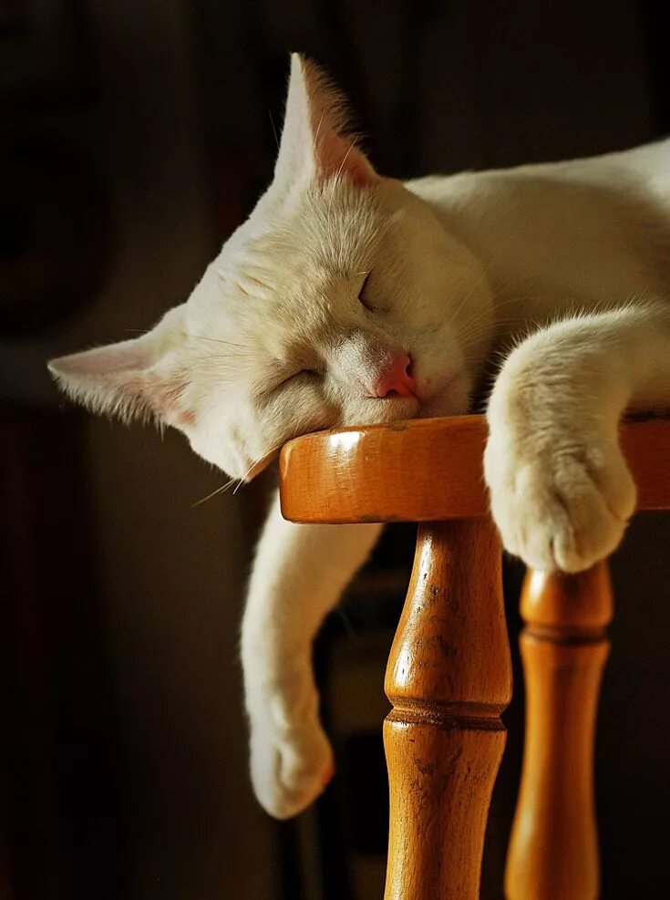 Кэт нап кот. Cat nap. Заспанная кошка. Сон кота. Catnap кошачий сон.