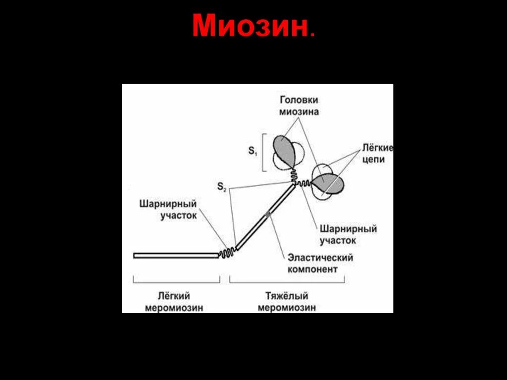 Белок миозин 2. Миозин 2. Молекула миозина. Строение миозина. Из чего состоит миозин.