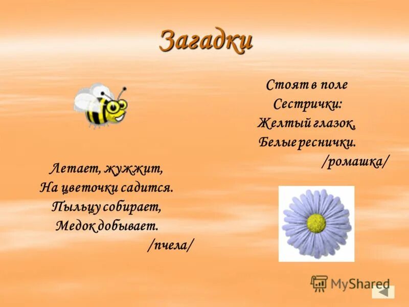 Ответы ромашки. Загадка про ромашку для детей. Стоят в поле сестрички желтый глазок белые реснички. Детские загадки про ромашку. Стоят в поле сестрички желтый глазок белые реснички отгадка.