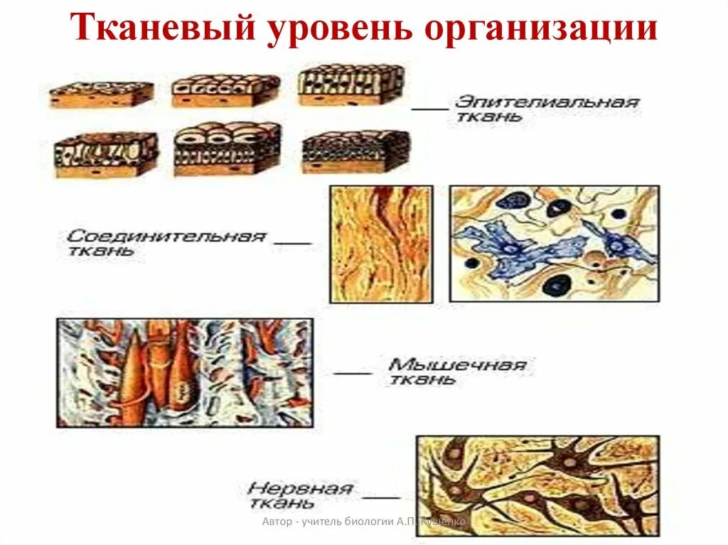 Тканевой уровень жизни