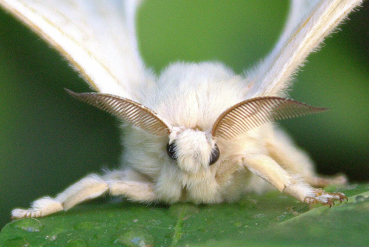 Шелко. Венесуэльский пуделевый мотылек тутовый шелкопряд. Тутовый шелкопряд бабочка. Тутовый шелкопряд (Bombyx Mori). Венесуэльский мотылёк-пудель.