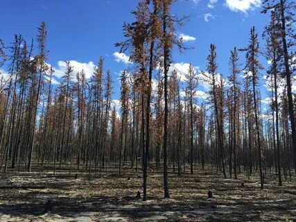 Boreal forest