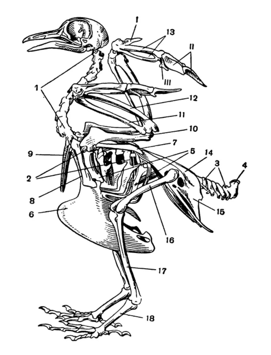 Кости птиц легкие в связи с тем. Строение скелета сизого голубя. Скелетное строение голубя. Скелет сизого голубя биология 7. Скелет сизого голубя 154.
