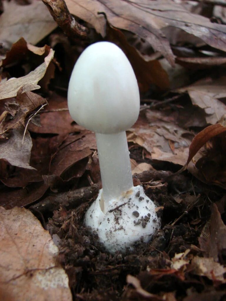 Amanita smithiana. Аманита биспоригера. гриб amanita jackson. гриб amanita argentea. ядовитые грибы белого цвета.