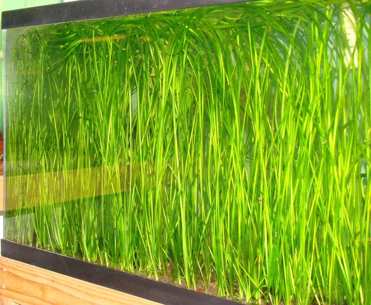 роголистник валлиснерия. водоросли для аквариума. валлиснерия спиральная аквариумное. бликса аквариумное растение. ламинария аквариумное растение.