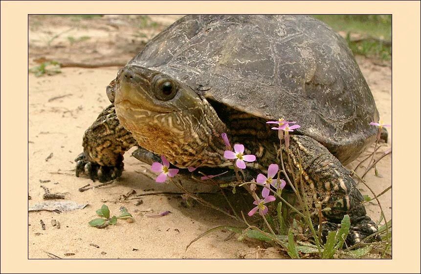 Аррау черепаха. Галапагосская черепаха. Знаешь черепахи. Среднеазиатская черепаха ареал. Знаешь черепахи.