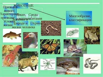 6 признаков животных