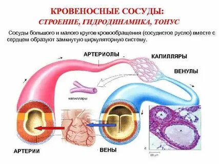 Исследователь изучал строение сосудов большого круга