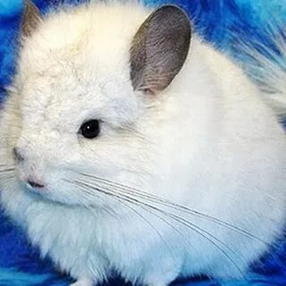 Какая шиншилла