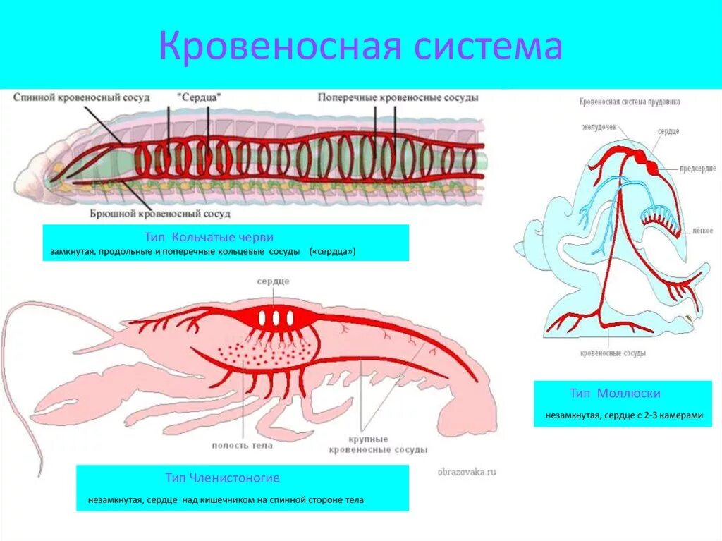 Кровеносная система кольчатых червей. Строение кровеносной системы беспозвоночных животных. Эволюция кровеносной системы беспозвоночных. Схема строения кровеносной системы у кольчатых червей.