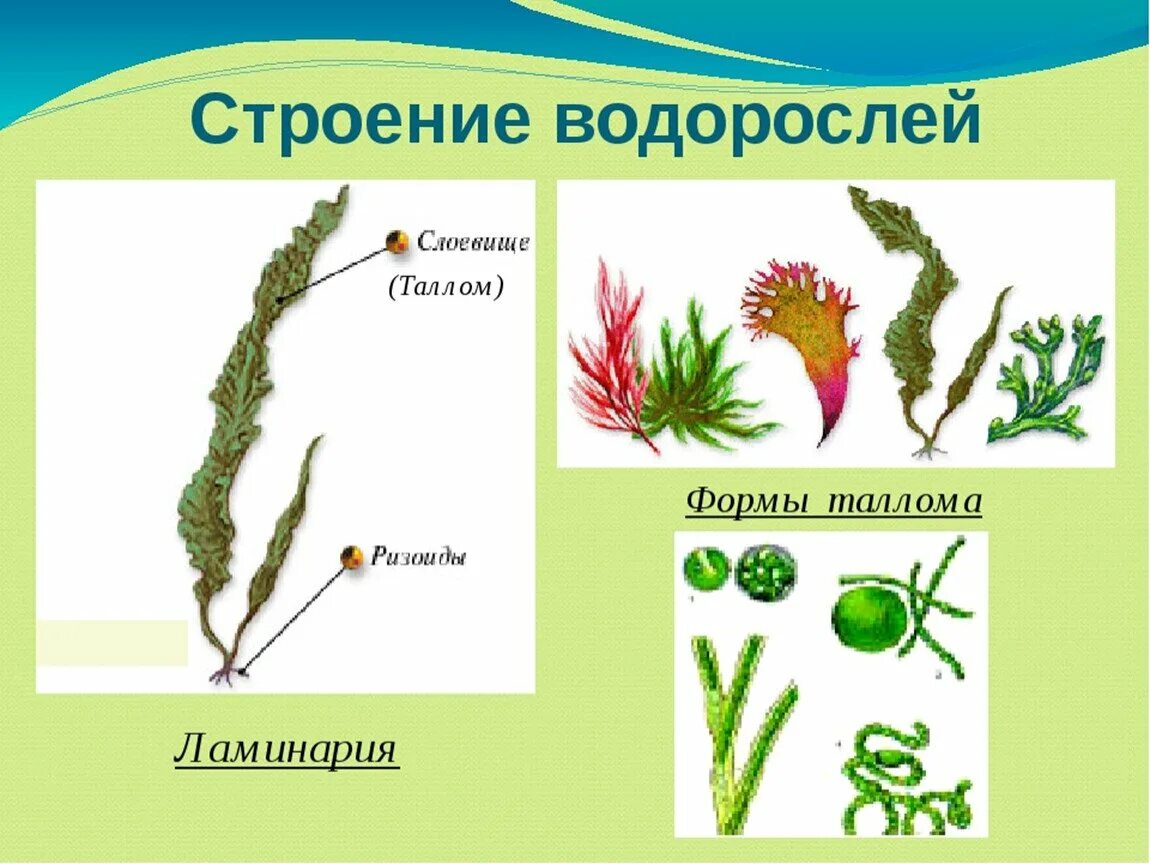 Водоросли огэ. Многоклеточные водоросли ламинария. Строение слоевища водорослей. Строение слоевища бурых водорослей. Строение таллома зеленых водорослей.