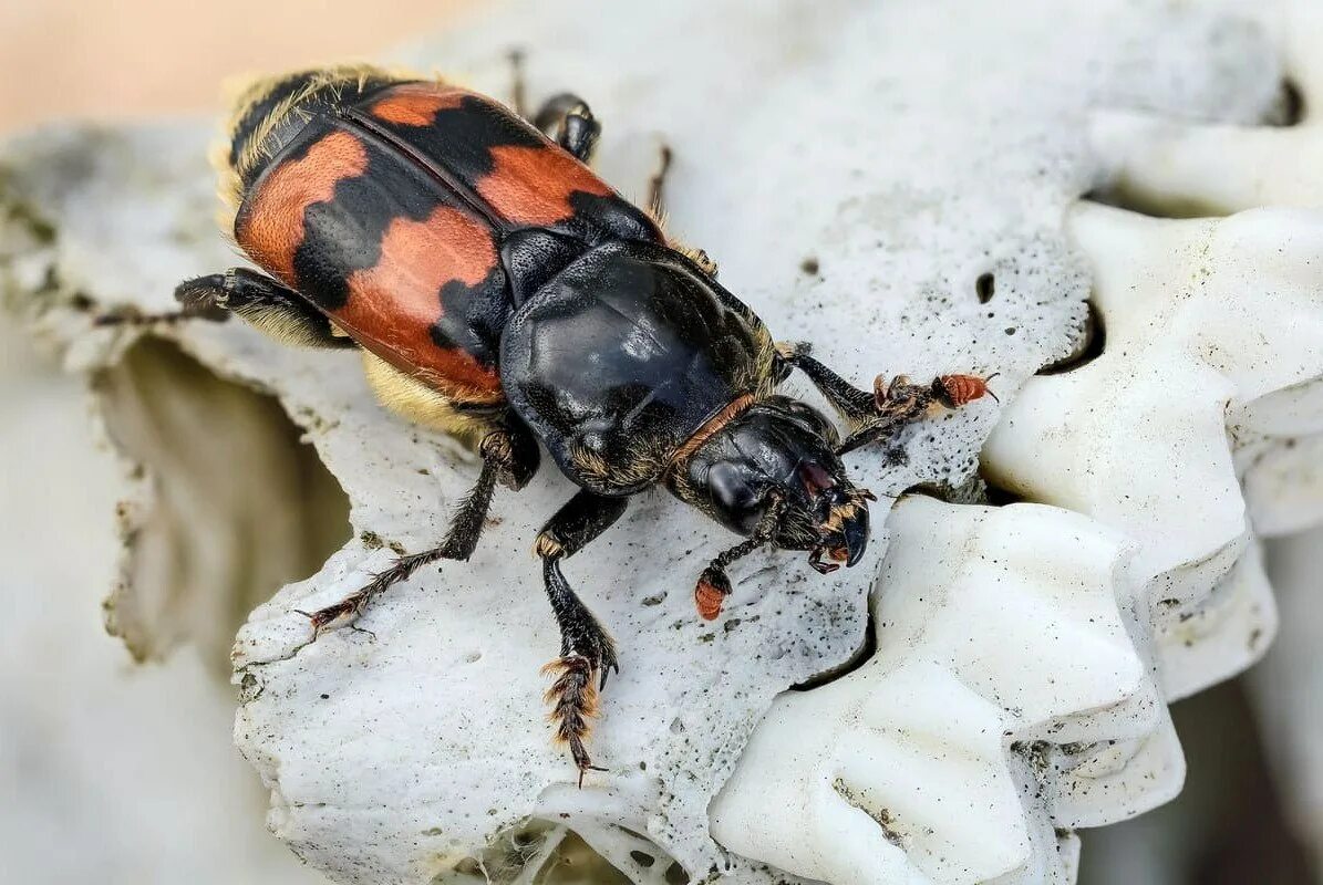 Жук мертвоед Nicrophorus. Жук могильщик обыкновенный. Жук — могильщик, мертвоед. Могильщик рыжебулавый Жук.