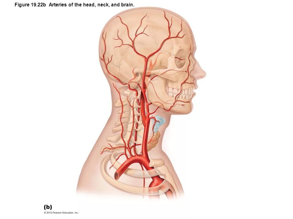 артерия местонахождение.