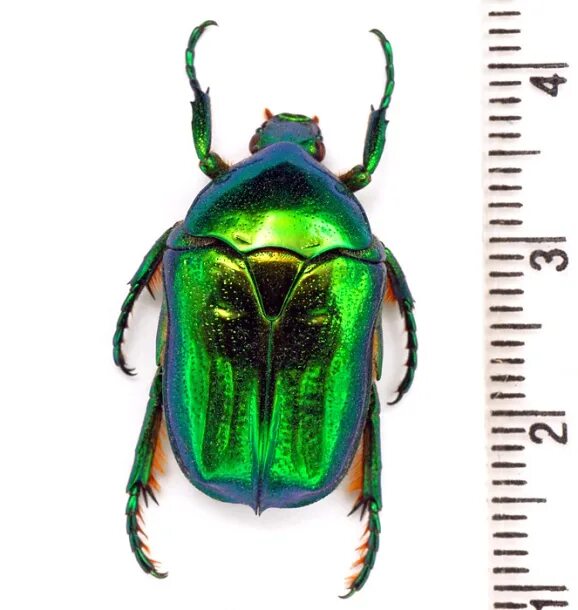 бронзовка золотистая самка и самец. золотистая бронзовка. внутреннее строение зеленой бронзовки. золотистая бронзовка строение. строение бронзовки.