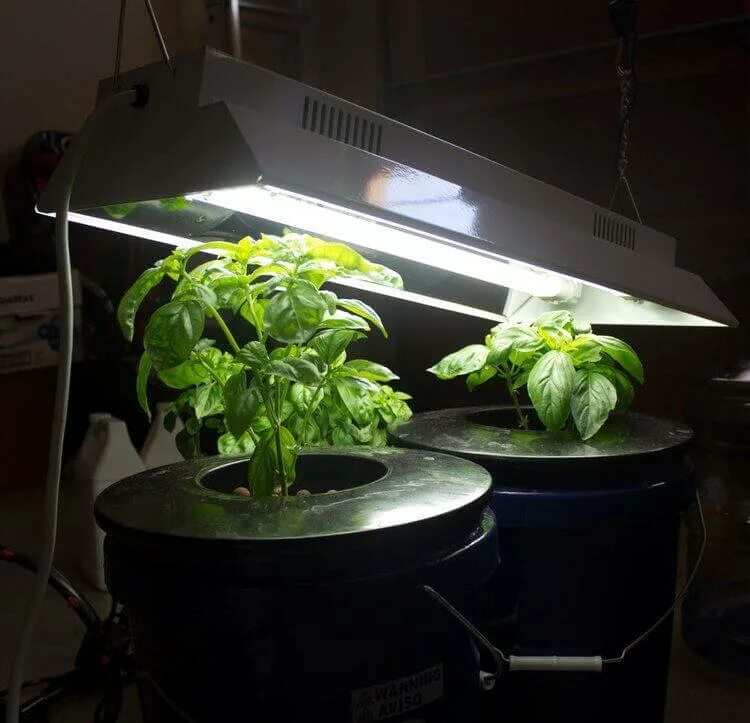 Надо ли подсвечивать рассаду. Базилик досветка. LUMIGROW Pro 325 фитолампа. Подсветка для рассады. Светильник для рассады.