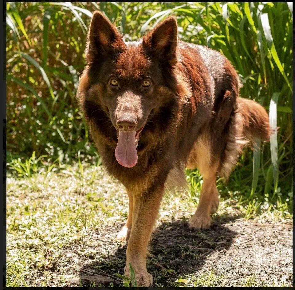 ливер немецкая овчарка. немецкая овчарка печень. рыжая немецкая овчарка щенок. система органов собаки. бельгийская овчарка шоколадная.