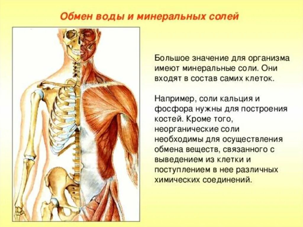 Роль и обмен воды. Обмен воды и Минеральных солей. Обмен Минеральных солей схема. Обмен Минеральных солей в организме. Обмен Минеральных солей в организме человека схема.