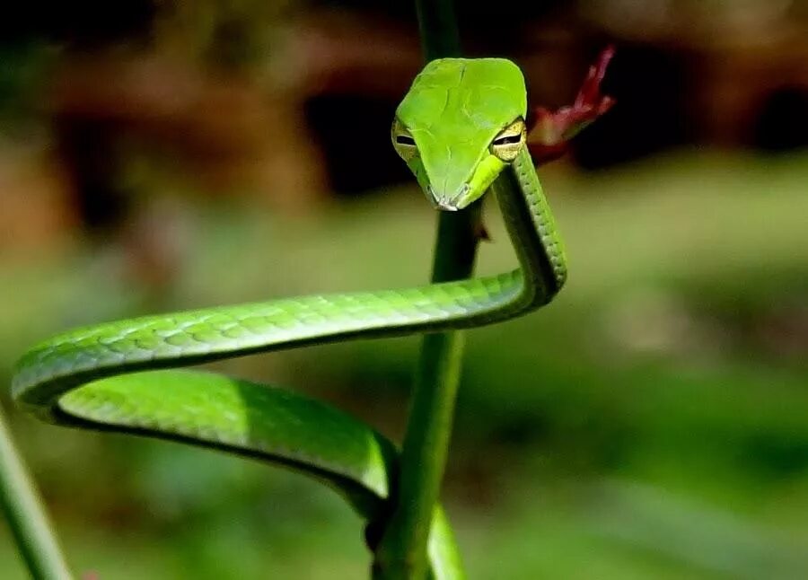 Длиннорылая плетевидка. Виноградная остроголовая змея. Плетевидка зелёная. Змея плетевидка.