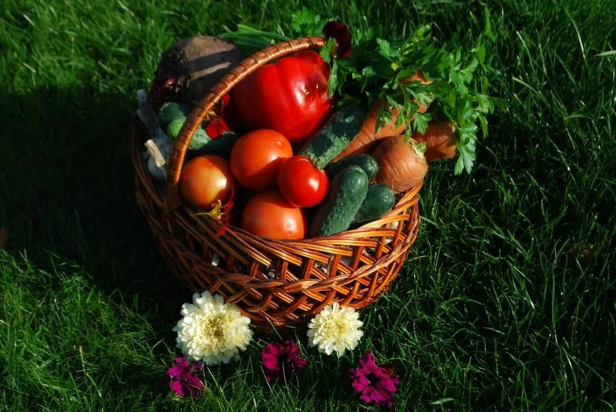 Корзинка с овощами. Корзинка с овощами. Корзинка с овощами. Корзина с урожаем. Корзина с овощами и фруктами.