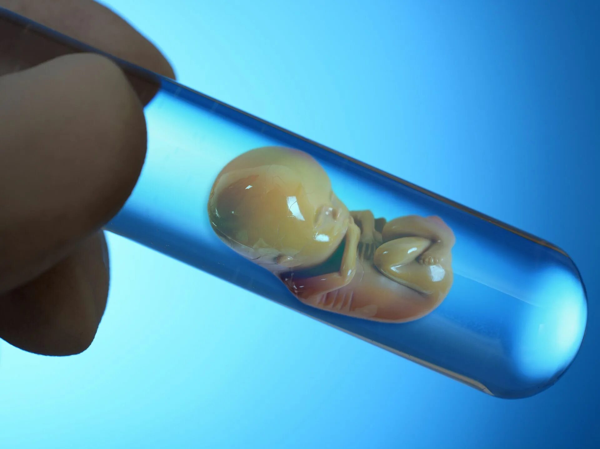 Эмбрион после пересадки. Яйцеклетка в пробирке. Эмбрион в пробирке эко.