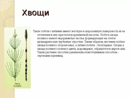 Какое значение в жизни хвоща имеет стебель