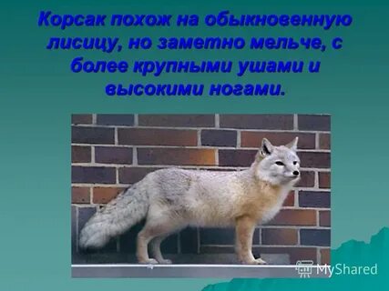 Корсак будьте здоровы