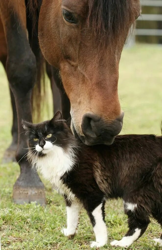 Кошка лошадка. Лошадь и кошка. Дружба кошки и лошади. Кот на лошади. Лошадь дружит с кошкой.