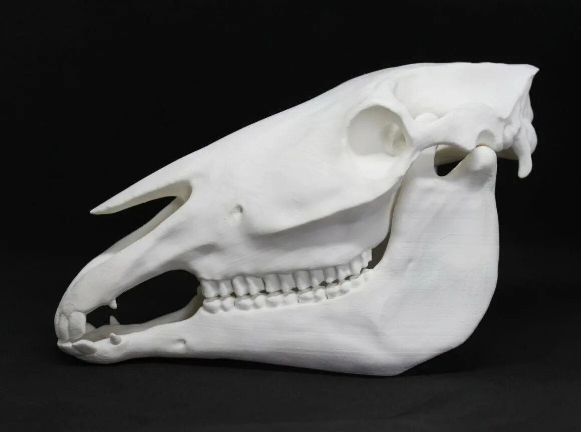 Череп лошади. Череп коня. Череп лошади. Лошадиный череп. Непарнокопытные череп.